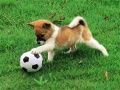 Гра Ігрове Щ puppy на вулиці Пазл онлайн