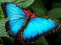 Гра Природа Пазл Метелик онлайн