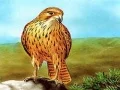 Гра Птахи Хижачі Слайд онлайн Гра Птахи Хижачі Слайд онлайн