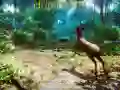 Гра Мисливець 3D онлайн Гра Мисливець 3D онлайн