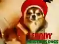 Гра Смішні різдвяні собаки онлайн Гра Смішні різдвяні собаки онлайн