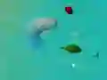 Гра ЩасливіАкули.io онлайн Гра ЩасливіАкули.io онлайн