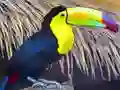 Гра Пазл з Туканом онлайн Гра Пазл з Туканом онлайн