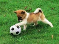 Гра Ігрове Щ puppy на вулиці Пазл онлайн